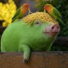 Profile picture