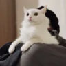 xairo.k