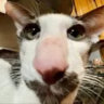 Matched profile picture