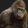 Matched profile picture