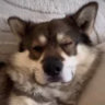 wolfboyfriend