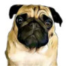 Selected profile picture