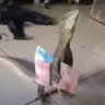 lelizard69