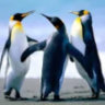 pengin04143