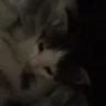 roboticcat