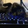 josefbedumb