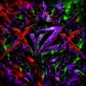 Xyzxs Kingdom