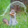 handsome_texas_squirrel