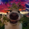 Matched profile picture