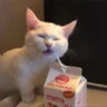 morsmorsmorsmors