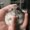 Profile picture