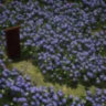 🌌🚪📚🪻[ELEGANTEMENTE TARDE] ¡El Server Oficial De Mr. Bougaivilleas/MrSelDX (Bougainverse)!🪻📚🚪🌌