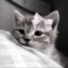 x.mccat