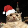 amirneryko