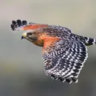 skyhawk033