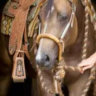 hobbledpony