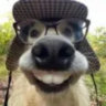 Matched profile picture