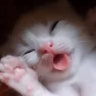 dollmanb