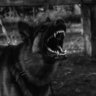 darkpure07