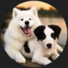 Matched profile picture