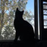 .cloudycats.
