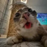 lord_derpy