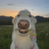 Selected profile picture