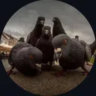 Matched profile picture