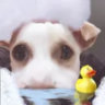 Selected profile picture