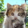 Selected profile picture