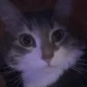 bappothecat