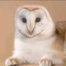 Silly Cat Wiki