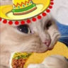 Gatitos