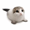 arigatofifi