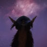 Selected profile picture