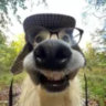 Matched profile picture