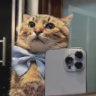 Selected profile picture