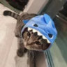 sharkemc
