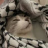 volts_r