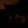 lunakat88