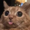 mewmewgg