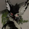 celerontheprotogen