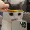 Selected profile picture