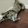 cat_developer