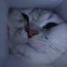 catgamedev