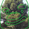 Selected profile picture