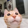 mikiguy