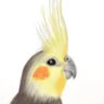 Selected profile picture