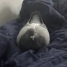 localpigeonlady