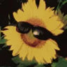 apollothesunflower